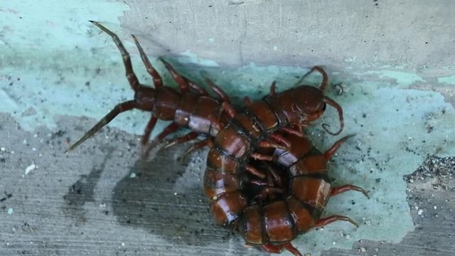 brown centipede or stone centipede, is a common European centipede of the family Lithobiidae, almost died due to injury