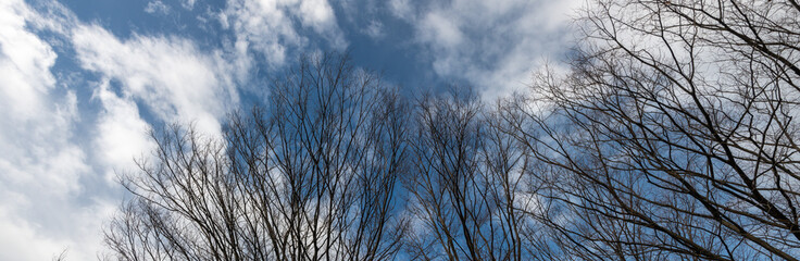 冬の公園の樹木