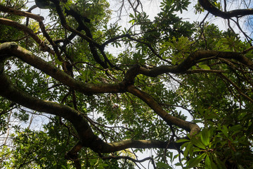 Fototapeta premium 冬の公園の樹木