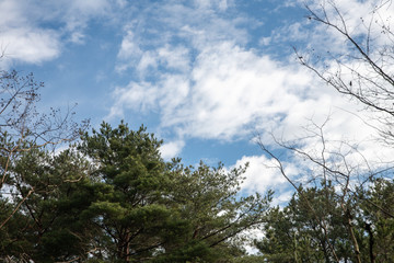 冬の公園の樹木