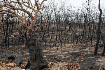 Australian bushfire aftermath: burnt eucalyptus trees suffered from the fire