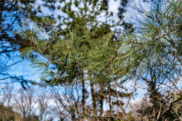 冬の公園の樹木
