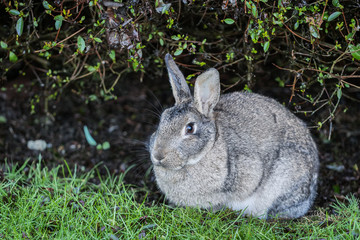 one cute gray bunny hiding underneath the green bushes in the park 