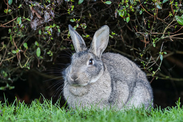 Naklejka na ściany i meble close up of one cute gray bunny hiding underneath the green bushes in the park 
