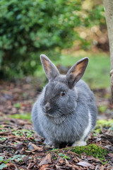 close up of one cute grey rabbit sitting beside bushes staring at you