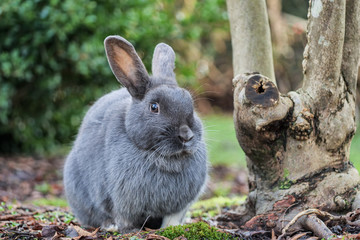 close up of one cute grey rabbit sitting beside bushes staring at you