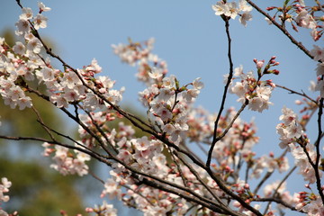 福岡中央公園の桜