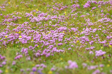 thyme wild pink flowers meadow