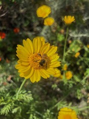 bee on yellow flower