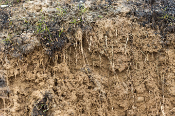 cross section of grass root and soil