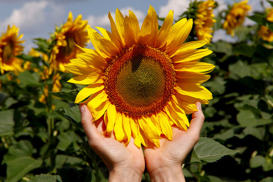 Farmer's hands holding a sunflower flower on a field background. Floral background. Close-up, cropped shot, horizontal, side view, free space. Agriculture concept.