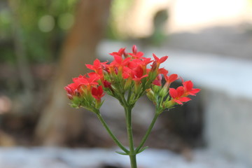 flowers