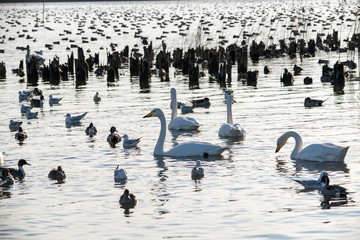 Fototapeta premium Swan