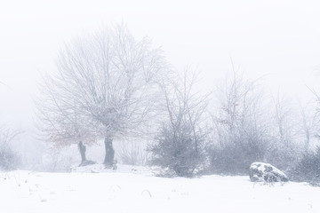 Icy tree in a foggy winter forest