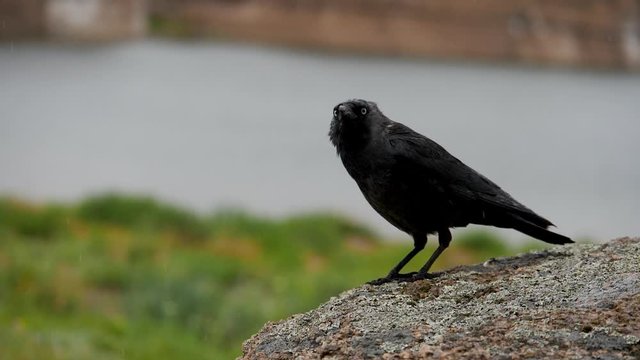 birds jackdaws in the rain slow motion 