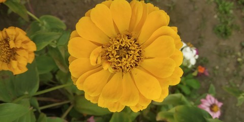 yellow flowers in the garden