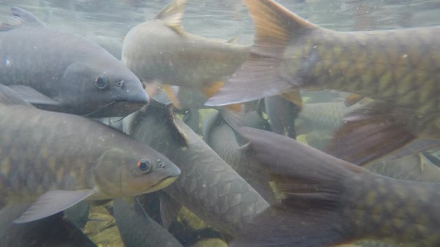 Freshwater fish: Soro Brook Carp	