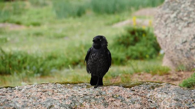 birds jackdaws in the rain slow motion 