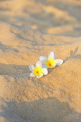 Fototapeta na wymiar white frangipani flowers on sand background. Plumeria flower on sea sand texture close up. exotic aroma smell, spa symbol. concept of tropical summer, soul tranquility and unity with nature.