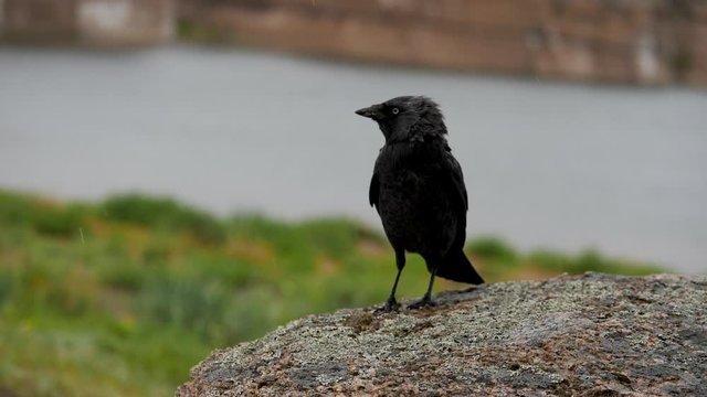 birds jackdaws in the rain slow motion 