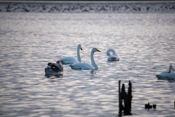 animal   Swan