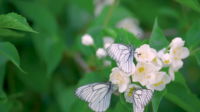 butterflies on flowers in slow motion 180p
