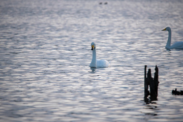 animal   Swan