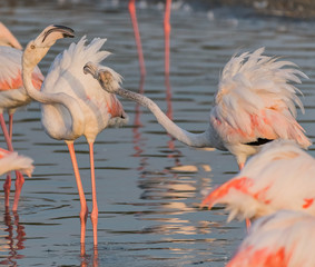 Caribbean pink flamingos in a lake