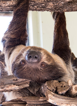 Sloth