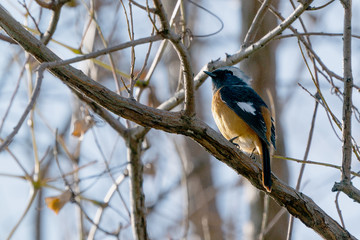 Redstart