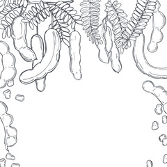 Hand drawn Tamarind (Tamarindus indica). Vector  background. Sketch illustration.