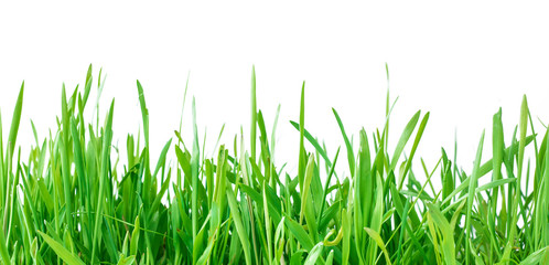 Fototapeta premium Fresh spring green grass isolated on white background. Copy space