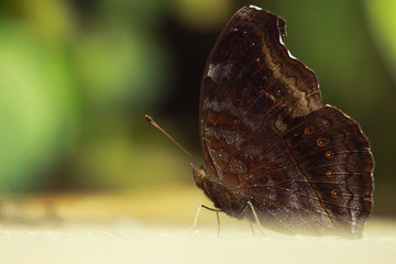 Brown Butterfly sitting on the ground