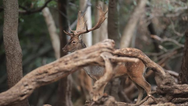 Deer running in Brijuni National Park