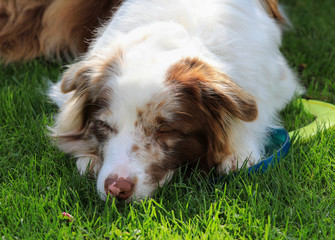 Ein fauler Border Collie in der Farbe Chocolate Merle schläft auf einem Frisbee in der Sonne