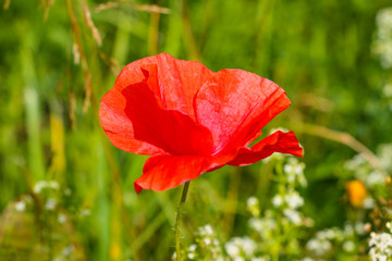 Naklejka premium Field of corn poppy flowers papaver rhoeas in spring.