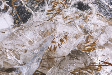 Spikelets in ice in the sunlight