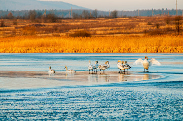 white swans on an autumn lake on a sunny day