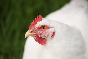 portrait of broiler chicken looking at the camera