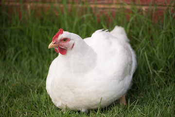 portrait of broiler chicken full body sitting on grass looking at the camera