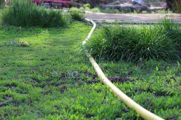 Green grass and watering hose. Selective focus