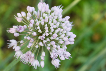 Blooming onion. A blooming arrow of onion.