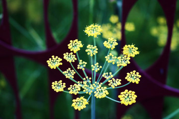 Globular umbels of Angelica archangelica, garden angelica or wild celery white flowers close up.