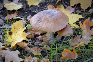 mushrooms in forest