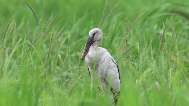 The Asian Openbill Stork (Anastomus oscitans) is a large wading bird in the stork family Ciconiidae. This distinctive stork is found mainly in the Indian subcontinent and Southeast Asia.