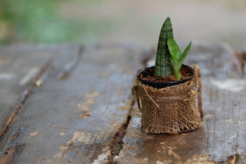 Cactus plants Popular for planting To decorate the house, in the room, in the garden or condo, because it grows easily It is small and quirky but cute. Many people like to plant it in order to create 