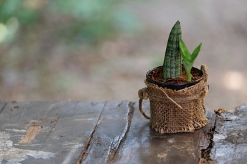 Cactus plants Popular for planting To decorate the house, in the room, in the garden or condo, because it grows easily It is small and quirky but cute. Many people like to plant it in order to create 