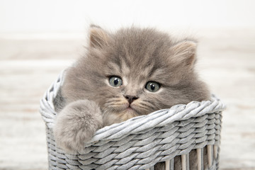 A beautiful kitten with blue eyes sits in a basket. Close-up