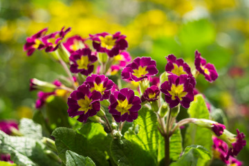 Dark pink primrose blooms in the garden against a background of yellow flowers. Spring concept, beautiful flowers