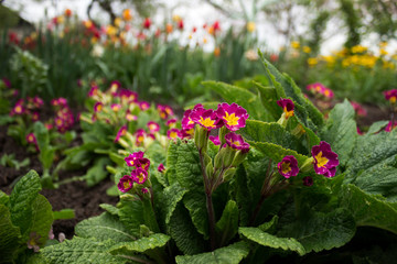 Dark pink primrose blooms in the garden against a background of yellow and red tulip flowers. Spring concept, beautiful flowers after rain